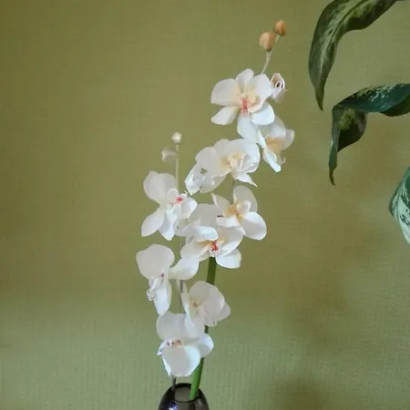 Daire Astonishing View