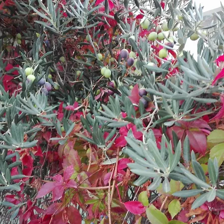 Astonishing View Split